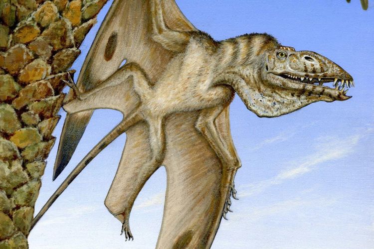 Ilustrasi Caelestiventus hanseni, spesies pterosaurus atau reptil terbang tertua di Bumi. 