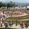 Taman Bunga Celosia Bandungan: Harga Tiket, Jam Buka, dan Daya Tarik