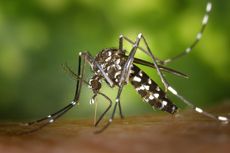 Benarkah Nyamuk Wolbachia Sebabkan Japanese Encephalitis?