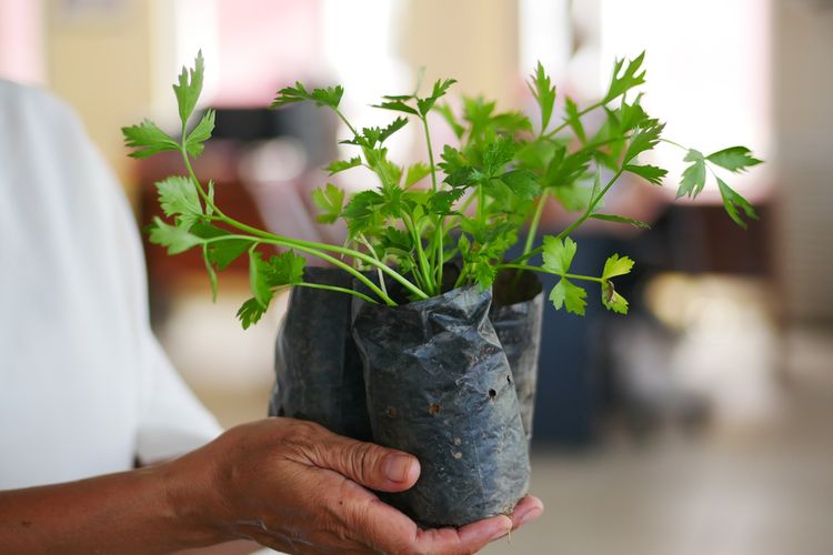 Ilustrasi menanam seledri di polybag. 