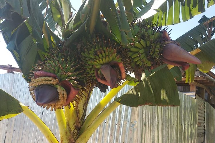 Pohon pisang milik Agus, di Belu, NTT , mengeluarkan buah 3 tandan sekaligus
