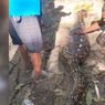 Warga di Buton Selatan Tewas Ditelan Ular Piton Sepanjang 8 Meter