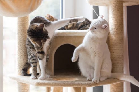 4 Tips Mengenalkan Kucing ke Teman Baru agar Tidak Bertengkar