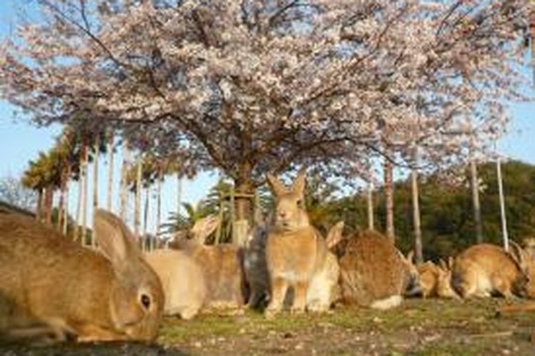 Pulau Okunoshima di Jepang dijuluki sebagai Pulau Kelinci karena dipenuhi dengan kelinci. Daya tarik yang membuat wisatawan datang ke pulau ini adalah kelinci. 
