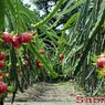 Kenapa Ribuan Hektare Lahan di India Kini Dialihkan untuk Budidaya Buah Naga?