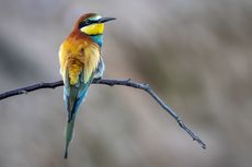 Paruh Burung: Bentuk dan Fungsinya