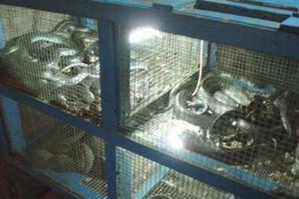 Ular-ular hidup ini ditempatkan dikandang yang terletak di samping warung Cobra 34. Berbagai jenis ular yang dijual, antara lain, ular kobra, ular pasir, ular kayu dan King Cobra