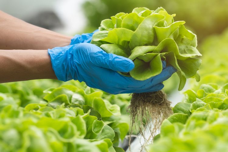 Ilustrasi selada hidroponik, menanam selada hidroponik.