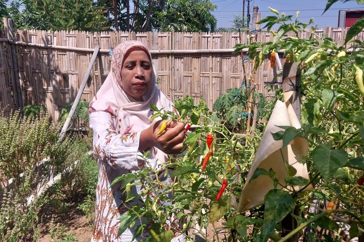 Lapangan Perumahan Jadi Kebun dan Kolam, Panen Urban Farming di Pekalongan Dijual Murah