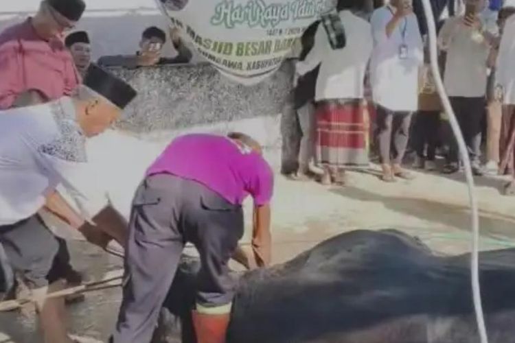 Sapi Kurban Prabowo Dipotong di Sumbawa, Berbobot 1.040 Kilogram 