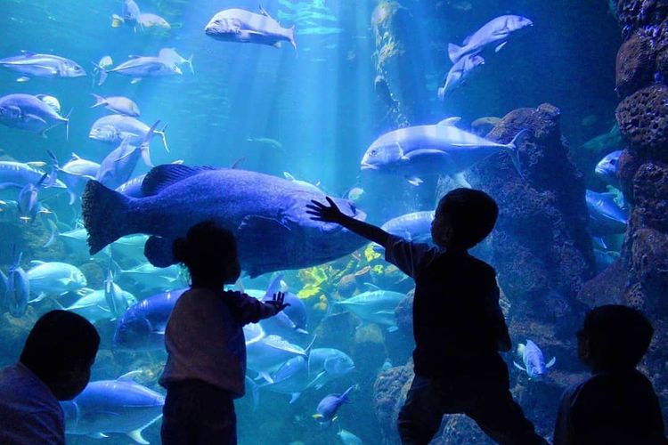 Sea World, Ancol, salah satu tempat wisata indoor di Jakarta.