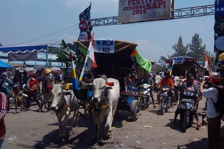 Para bajingan saat membawa gerobak sapi keluar dari area festival di Sleman, DIY, Minggu (24/8/2014).