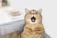 5 Jenis Suara Kucing dan Maknanya