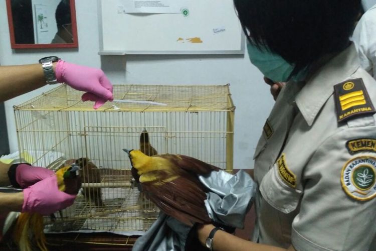  Balai Karantina Pertanian Medan menggagalkan penyelundupan empat ekor Burung Cendrawasih di Bandara Kualanamu Sumatera Utara, Kamis (10/8/2017).