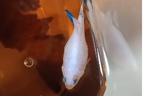 Viral, Video Ikan Cupang Terkena Sisik Nanas, Apa Penyebab dan Bagaimana Mengobatinya?