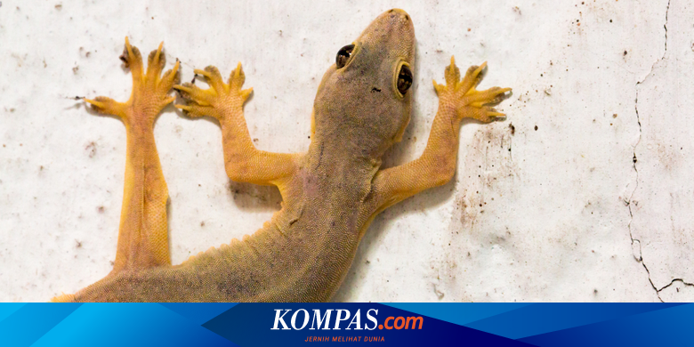 Manfaat dan JenisJenis Cicak di Rumah yang Perlu Kamu Ketahui