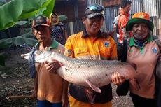 Ikan Aligator yang Ditangkap di Setu Rawabadung Mati, Dagingnya Dibagi-bagi ke Warga