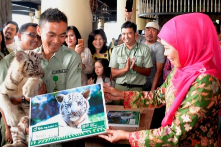 Gubernur Khofifah memberi nama Harimau Benggala penghuni baru Taman Safari Prigen.