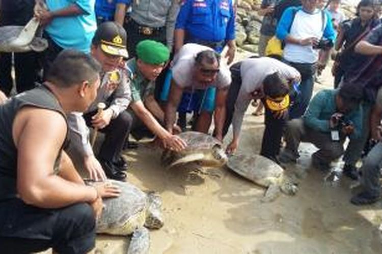 Polisi Perairan Polda Bali menggagalkan upaya penyelundupan Penyu Hijau di atas kapal tanpa nama berjumlah 37 ekor ukuran besar dan kecil di perairan Padang Galak Sanur, Rabu (8/7/2015) sekitar pukul 2.00 Wita. 