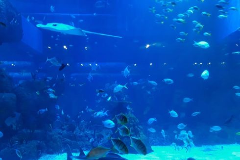 Harga Tiket Masuk Jakarta Aquarium & Safari 2023 serta Cara Belinya