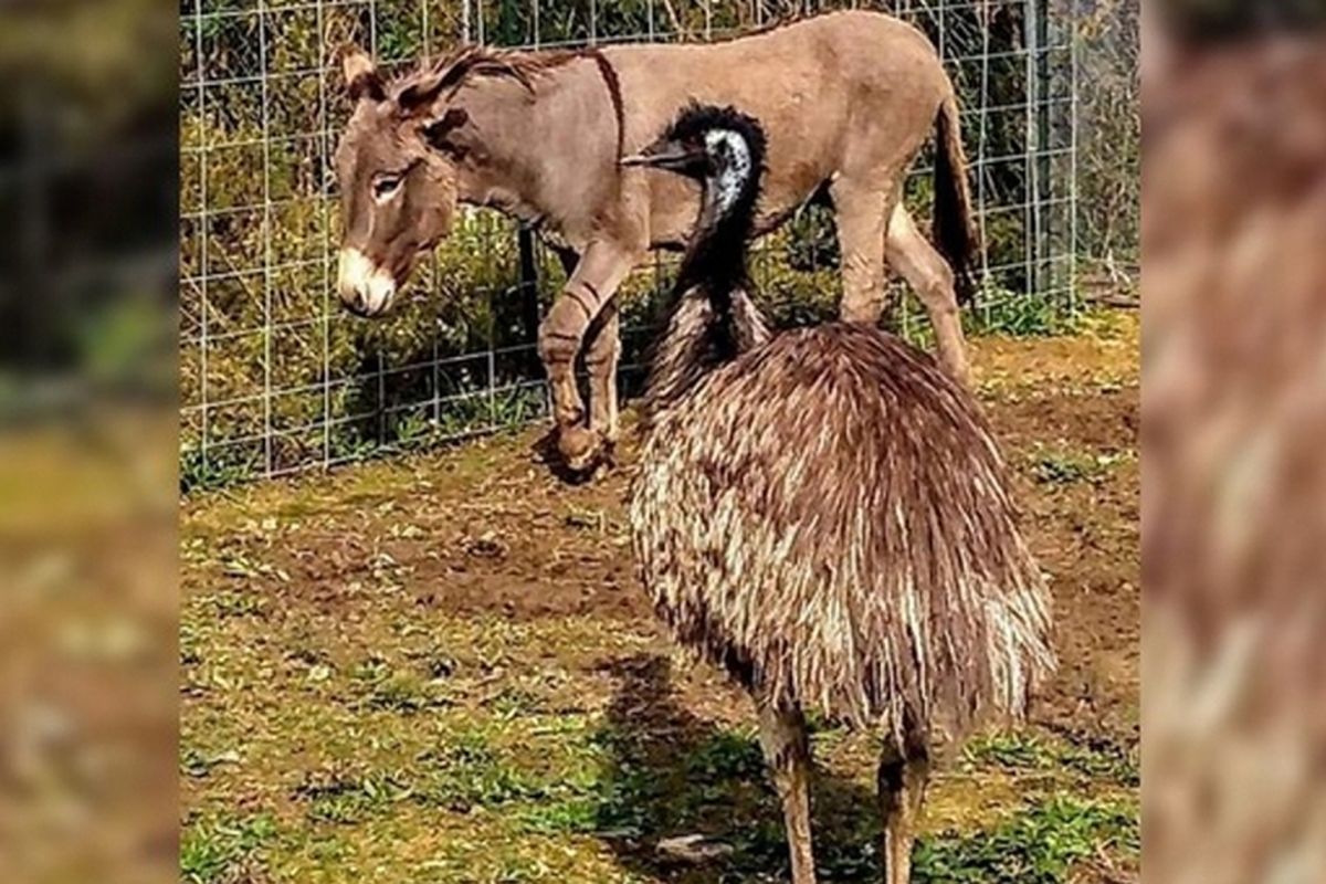 Burung emu dan keledai ini memiliki ikatan kuat. Merea kerap berpelukan dan tidur bersama.
