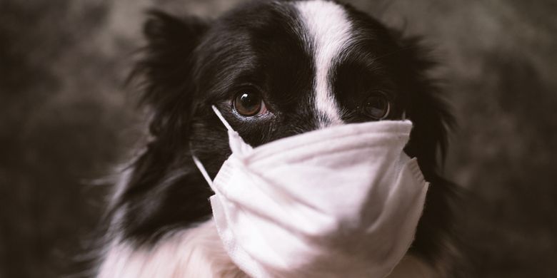 Ilustrasi anjing menggunakan masker. Virus corona baru yang terdeteksi di Malaysia melompat dari anjing ke manusia.