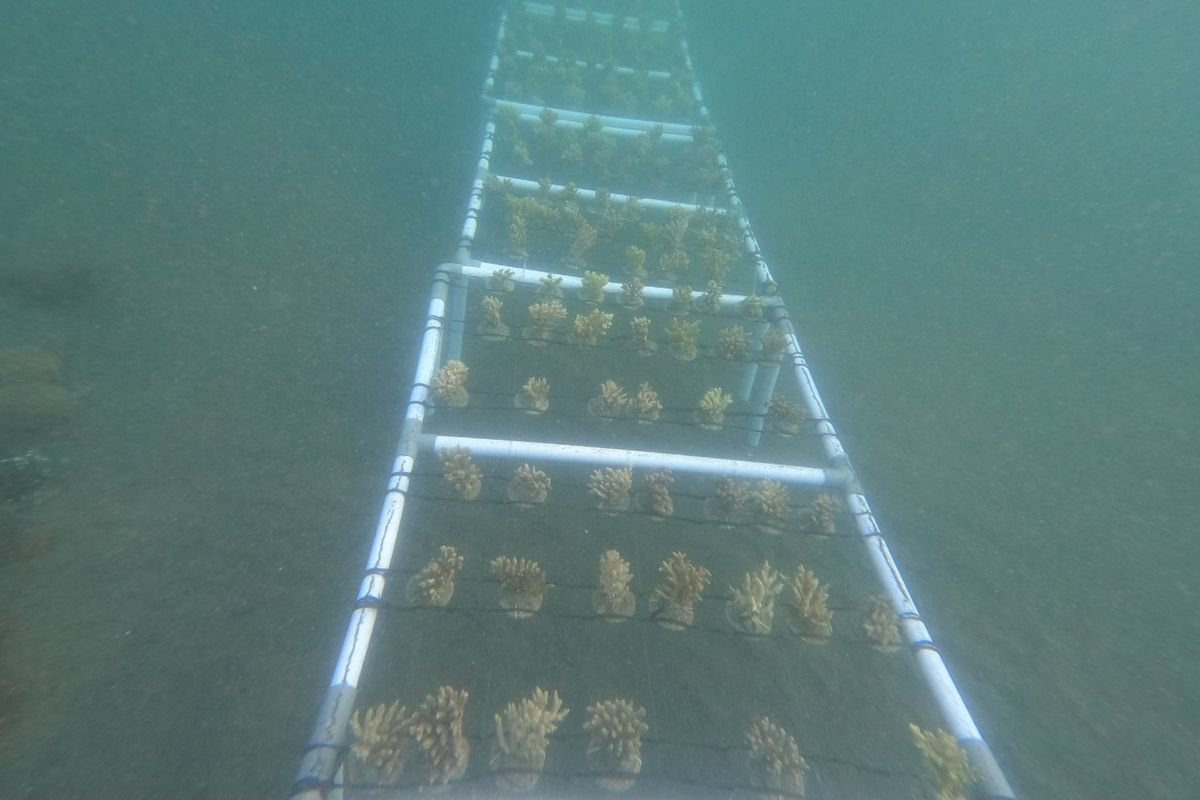 Transplantasi Terumbu Karang yang ditanam oleh Agung Triono untuk merehabilitasi Terumbu Karang di Pantai Kletekan yang rusak akibat ilegal fishing.