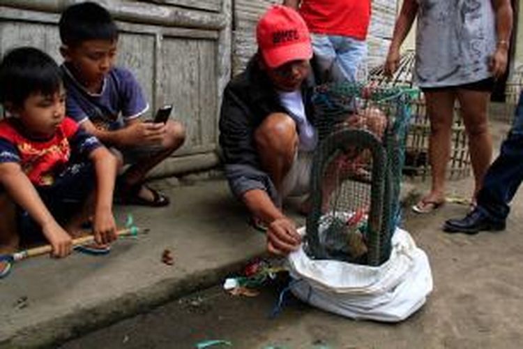 Seekor ular Cobra dengan ukuran panjang yang tidak lazim ditemukan warga di Desa Panasen, Kecamatan Kakas Barat, Kabupaten Minahasa, Sulawesi Utara.