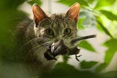 Kucing Domestik Buru 2.000 Spesies untuk Menu Makanannya