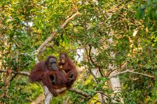 Dua Orangutan Usia 8 Tahun Dilepasliarkan di TN Betung Kerihun Kalbar