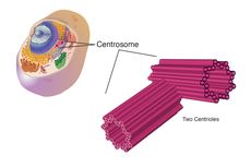 Sentrosom, Organel yang Mengatur Arah Pembelahan Sel