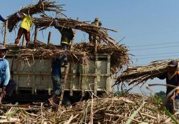 Menata Ulang Kemitraan Gula: Jalan Menuju Kemandirian