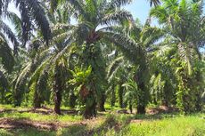 Petani Sawit Minta Lahan Bersertifikat HGU Tidak Diganggu