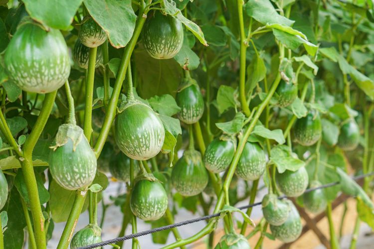 Ilustrasi terong lalap, tanaman terong lalap. 