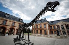 Fosil Dinosaurus Usia 150 Juta Tahun Laku Rp 100 Miliar di Paris