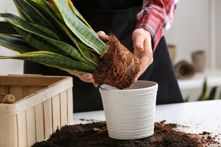 repotting, mengganti pot tanaman