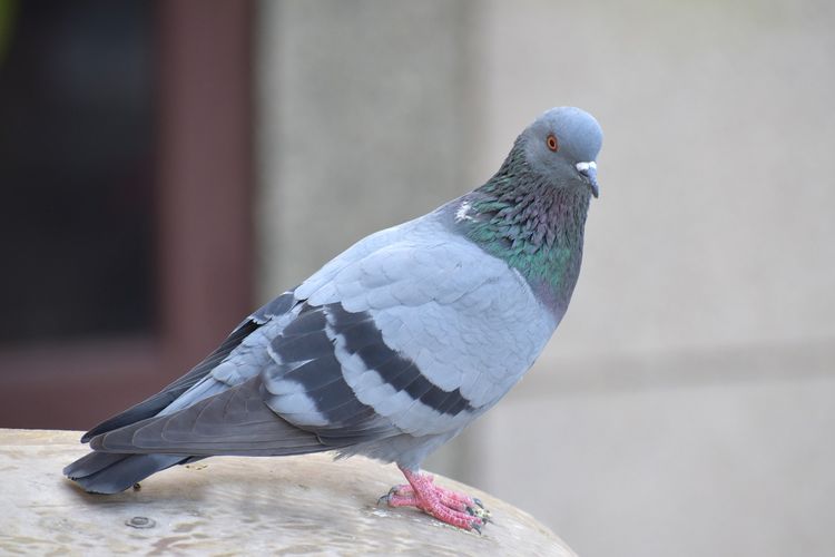 Burung merpati adalah salah satu jenis burung yang suka terbang berputar. 