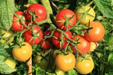 Manfaat Cangkang Telur untuk Tanaman Tomat dan Cara Pakainya