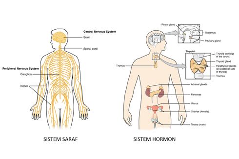 Perbedaan Sistem Saraf dan Sistem Hormon