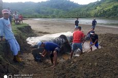 Hiu Tutul Kembali Ditemukan Mati di Perairan Selatan Banyuwangi