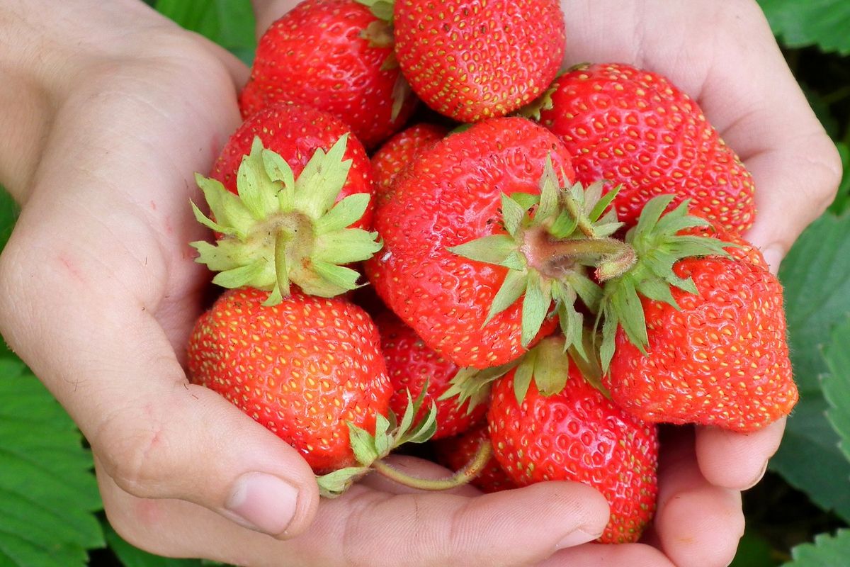 Buah beri juga kaya akan antioksidan flavonoid, membuatnya menjadi salah satu makanan penambah daya ingat yang baik.