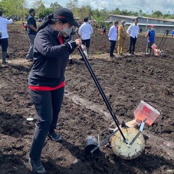 Ketua DPR RI Puan Maharani menanam jagung dalam kunjungan kerja bersama Presiden Joko Widodo (Jokowi) di Kawasan Jalan Rajawali, Kelurahan Klamesen, Distrik Mariat, Kabupaten Sorong, Senin (4/10/2021).