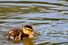 Mengapa Bulu Bebek Dilapisi Air?