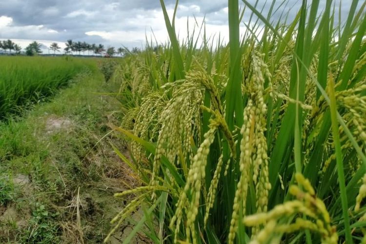 Desa Puubunga, Kecamatan Baula, Kabupaten Kolaka, Sulawesi Tenggara, sukses menerapkan pertanian organik. Dengan dukungan BRI, desai ini pun semakin berdaya dan berkembang. 