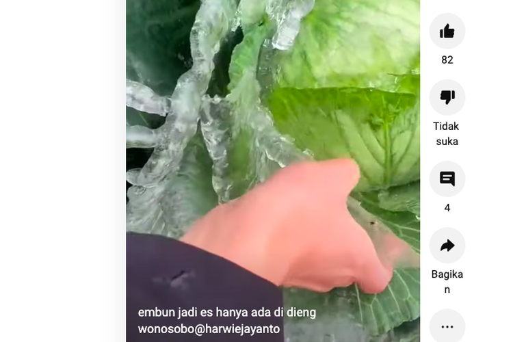 Unggahan video embun es yang menyelimuti sayuran disebut berada di Dieng, Wonosobo, Jawa Tengah