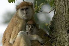 Kebakaran di Taman Safari Inggris, 13 Ekor Monyet Mati
