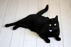 5 Hal yang Jarang Diketahui soal Kucing Hitam