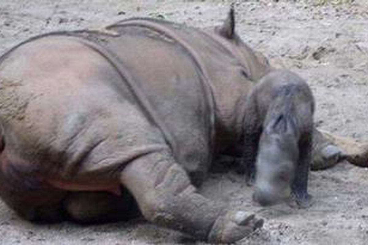 badak sumatera "Ratu" dan anakannya "Andatu". 