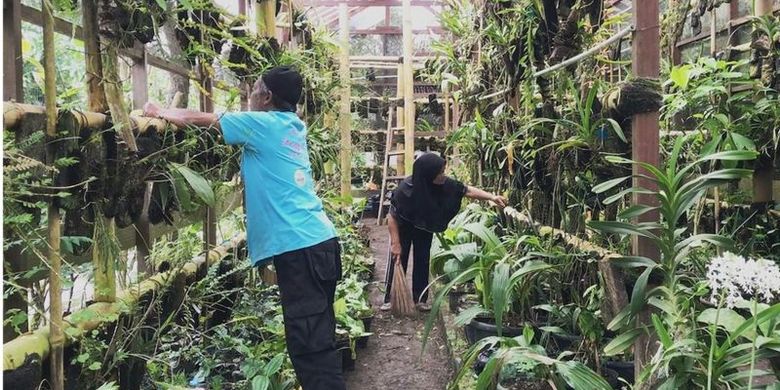 Di halaman rumah Musimin, yang hanya berjarak sekitar 6 kilometer dari puncak Gunung Merapi, terdapat rumah kaca berukuran sekitar 6x15 meter sebagai tempat penangkaran anggrek.