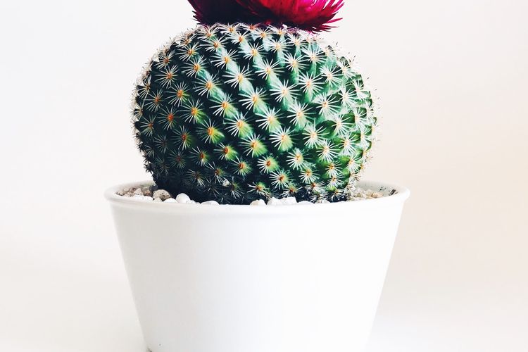 Ilustrasi tanaman kaktus mini.